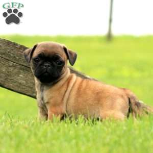 Rianna, Pug Puppy