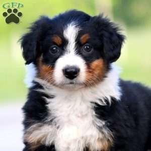 Rianna, Australian Shepherd Puppy