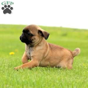 Rianna, Pug Puppy