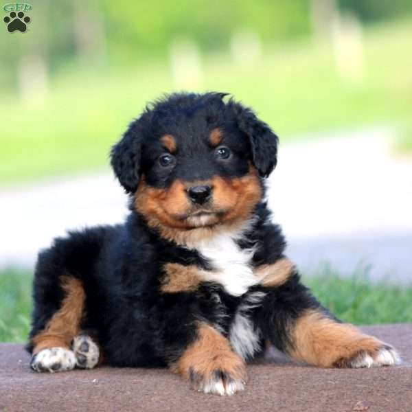 Rich, Australian Shepherd Puppy