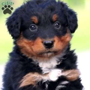 Rich, Australian Shepherd Puppy