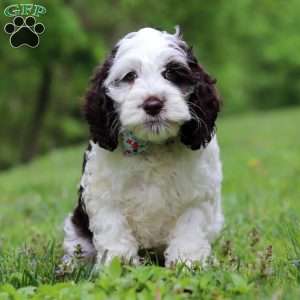 Ricky, Cockapoo Puppy