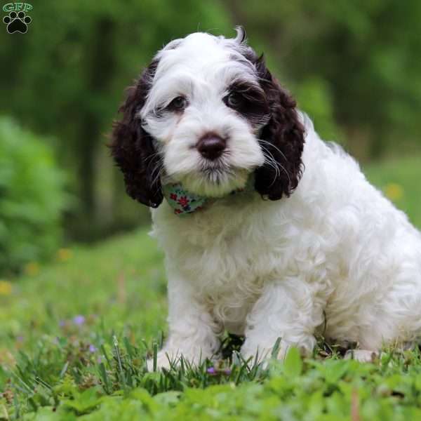 Ricky, Cockapoo Puppy