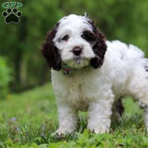 Ricky, Cockapoo Puppy
