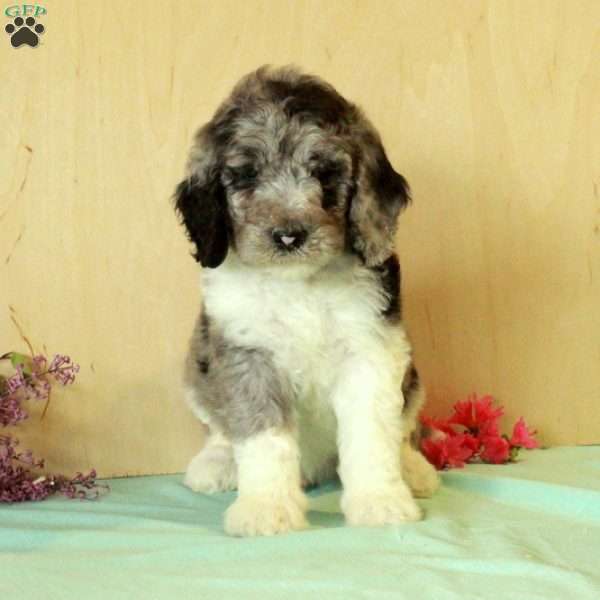Ricky, Standard Poodle Puppy