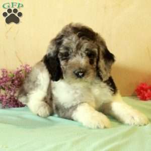 Ricky, Standard Poodle Puppy