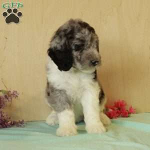 Ricky, Standard Poodle Puppy