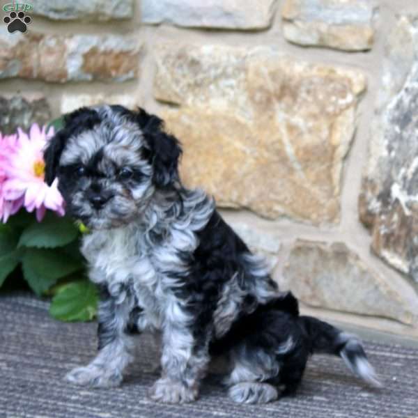 Ricky, Cavapoo Puppy