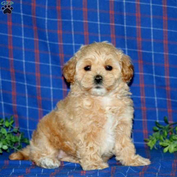Ricky, Maltipoo Puppy