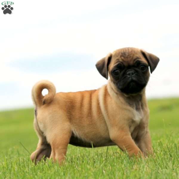 Rose, Pug Puppy