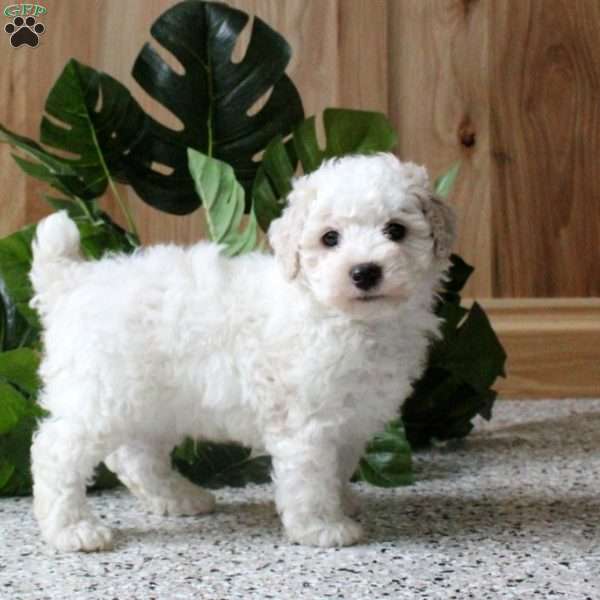 Ricky, Miniature Poodle Puppy