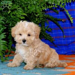 Ricky, Maltipoo Puppy