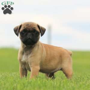 Rose, Pug Puppy