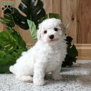Ricky, Miniature Poodle Puppy