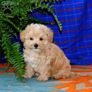 Ricky, Maltipoo Puppy