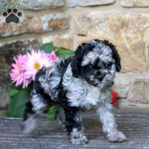 Ricky, Cavapoo Puppy