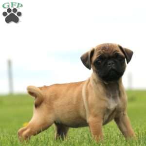 Rose, Pug Puppy
