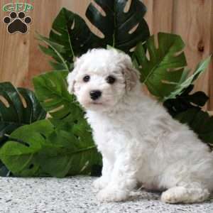 Ricky, Miniature Poodle Puppy