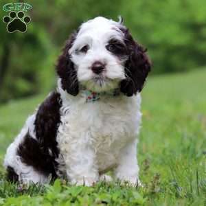 Ricky, Cockapoo Puppy