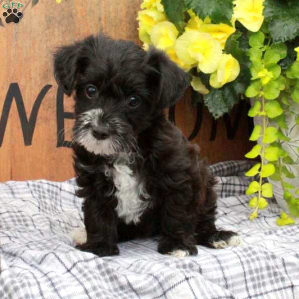 Rico, Yorkie Poo Puppy