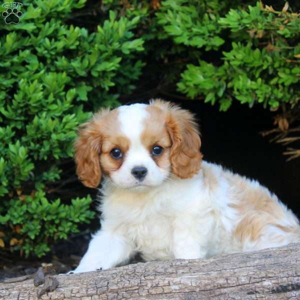 Rico, Cavalier King Charles Spaniel Puppy
