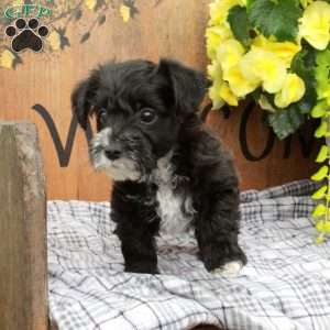 Rico, Yorkie Poo Puppy