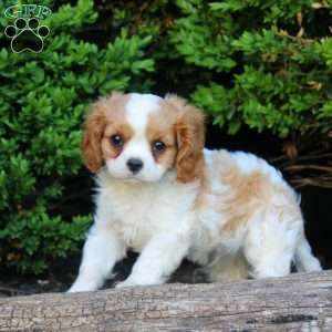 Rico, Cavalier King Charles Spaniel Puppy