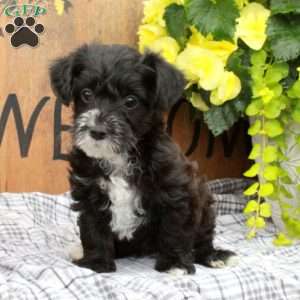 Rico, Yorkie Poo Puppy