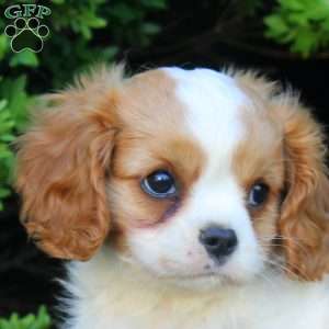 Rico, Cavalier King Charles Spaniel Puppy