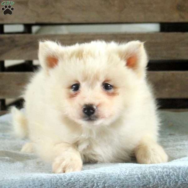 Riley, Pomsky Puppy