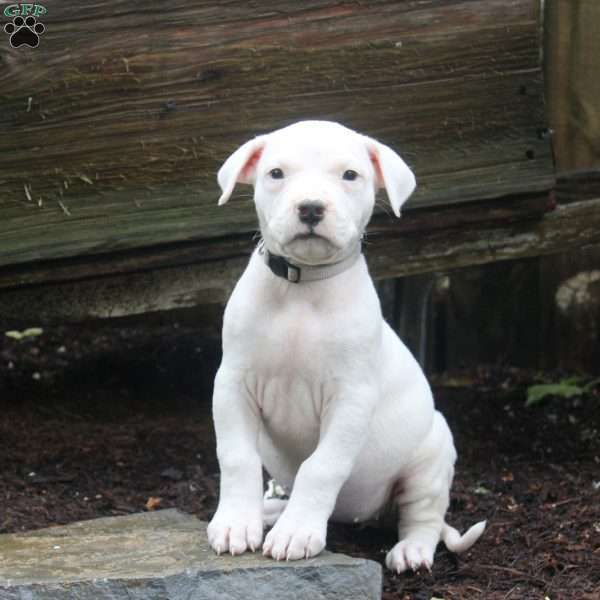 Riley, Dogo Argentino Puppy