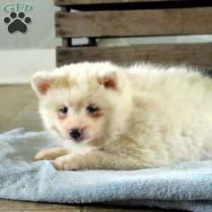 Riley, Pomsky Puppy