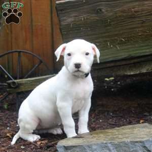 Riley, Dogo Argentino Puppy