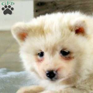 Riley, Pomsky Puppy