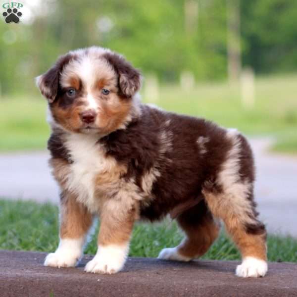 Riley, Australian Shepherd Puppy