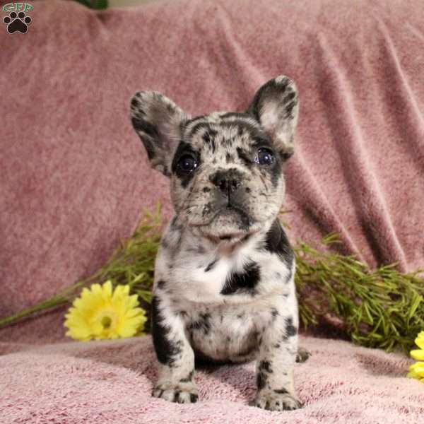 Riley, French Bulldog Puppy