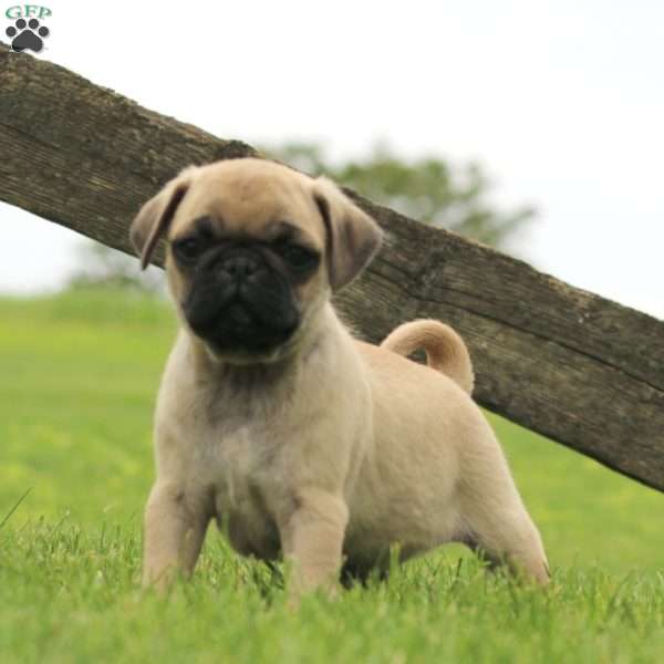 Riley, Pug Puppy