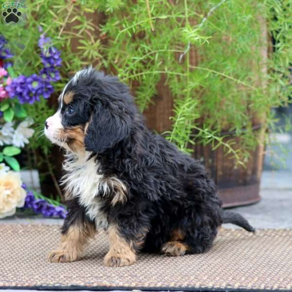 Riley, Miniature Bernese Mountain Dog Puppy