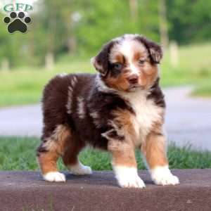 Riley, Australian Shepherd Puppy