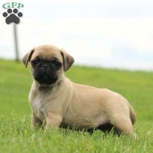 Riley, Pug Puppy