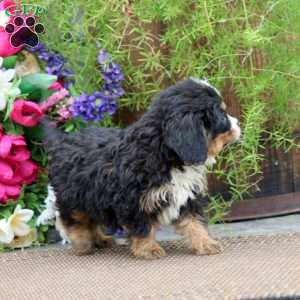 Riley, Miniature Bernese Mountain Dog Puppy