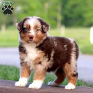 Riley, Australian Shepherd Puppy