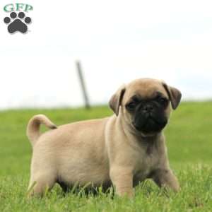 Riley, Pug Puppy