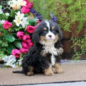Riley, Miniature Bernese Mountain Dog Puppy