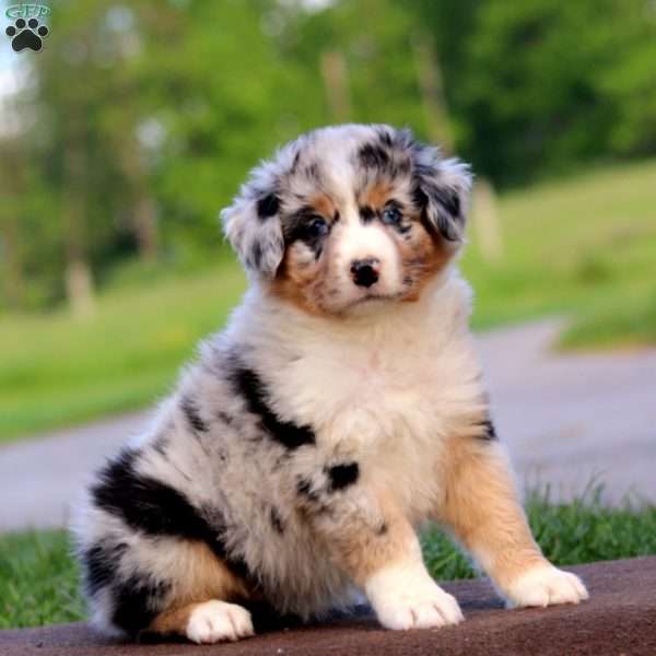 Rilynn, Australian Shepherd Puppy