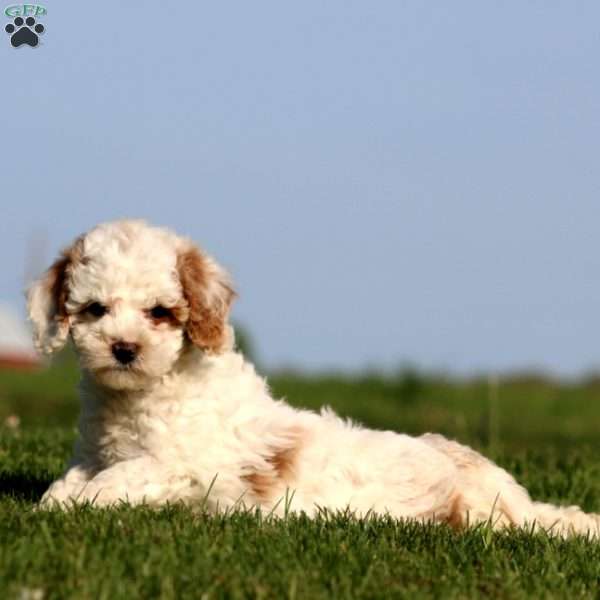 Rilynn, Cavapoo Puppy
