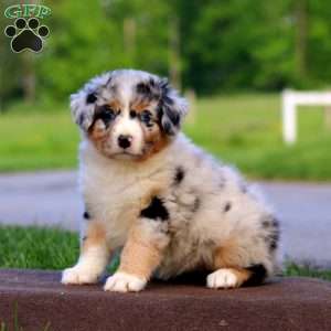 Rilynn, Australian Shepherd Puppy