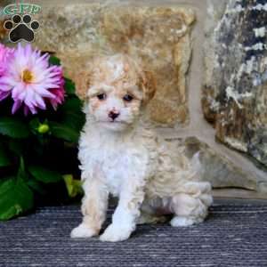 Rilynn, Cavapoo Puppy