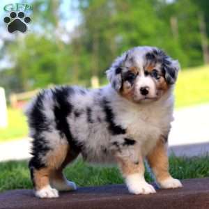 Rilynn, Australian Shepherd Puppy