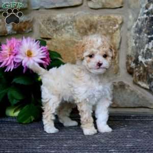 Rilynn, Cavapoo Puppy